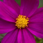 深入了解九五至尊最新网站的独特魅力与游戏特色 70fe3