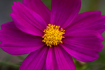 深入了解九五至尊最新网站的独特魅力与游戏特色 深入了解九五至尊最新网站的独特魅力与游戏特色