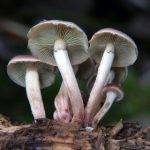 龙8游戏官网的独特魅力与游戏种类全解析 gvz5y1