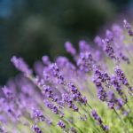 沙巴足球网址:畅享全球足球赛事的最佳平台 t5ffkf